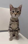 Zoey @ The Cat's Brew - Photo 3