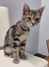 Zoey @ The Cat's Brew - Photo 6