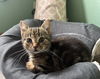 adoptable Cat in  named Squeak