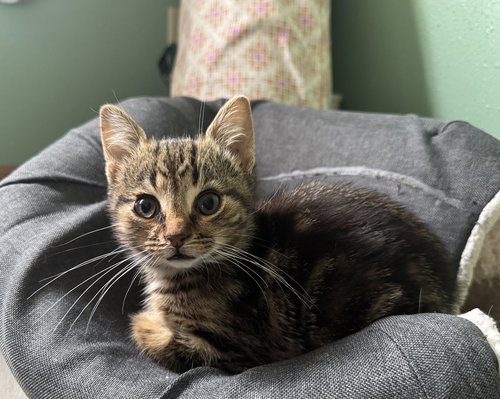 SQUEAK - Domestic Short Hair / Tabby available for adoption