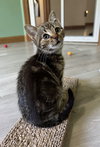 Squeak - Photo 4