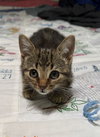 Squeak - Photo 5