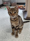 Squeak - Photo 1