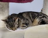 Squeak - Photo 3