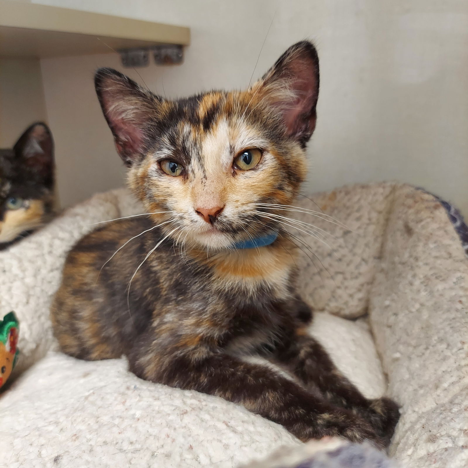adoptable Cat in Montello, WI named Birch