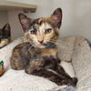 adoptable Cat in  named Birch