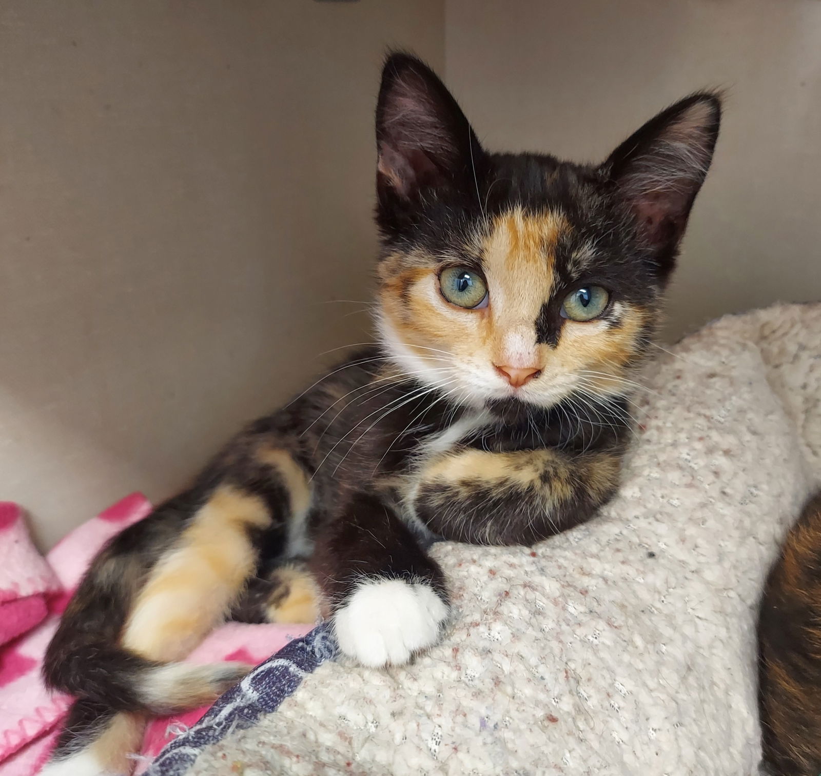 adoptable Cat in Montello, WI named Aspen