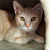 adoptable Cat in montello, WI named Jasper