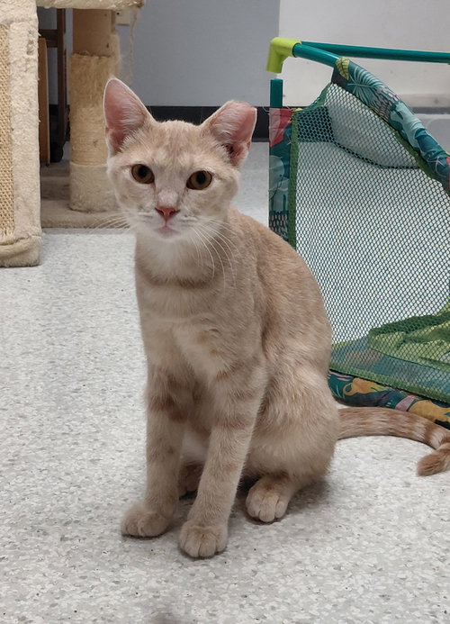 picture of the cat needing adoption