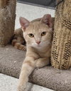 Jasper @ The Cat's Brew - Photo 3