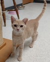 Jasper @ The Cat's Brew - Photo 4