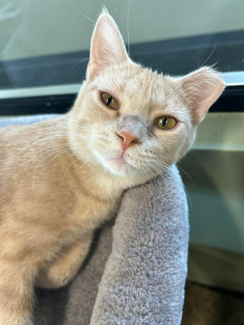 JASPER @ THE CAT'S BREW - Domestic Short Hair / Tabby available for adoption