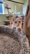 Jasper @ The Cat's Brew - Photo 6