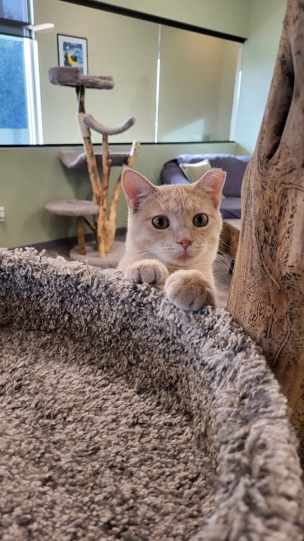 Jasper @ The Cat's Brew
