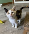 adoptable Cat in montello, WI named Maple