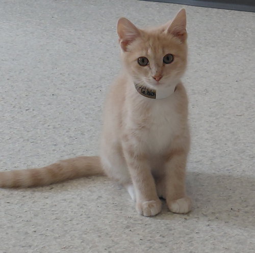 ZION @ THE CAT'S BREW - Domestic Short Hair available for adoption