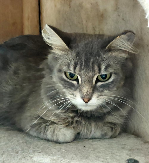 picture of the cat needing adoption