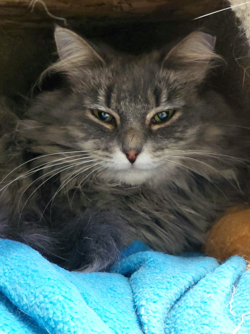 LORETTA - Domestic Medium Hair / Dilute Calico available for adoption
