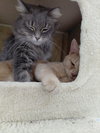 Loretta - Photo 4