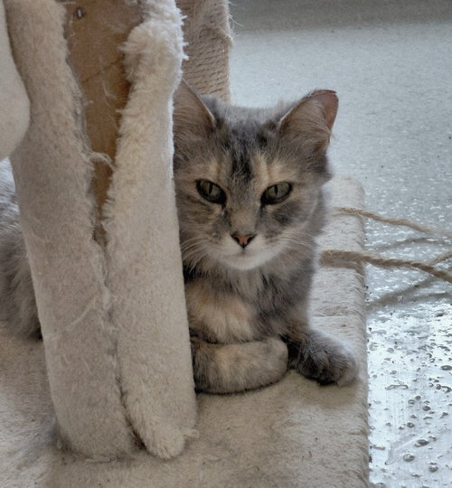 picture of the cat needing adoption