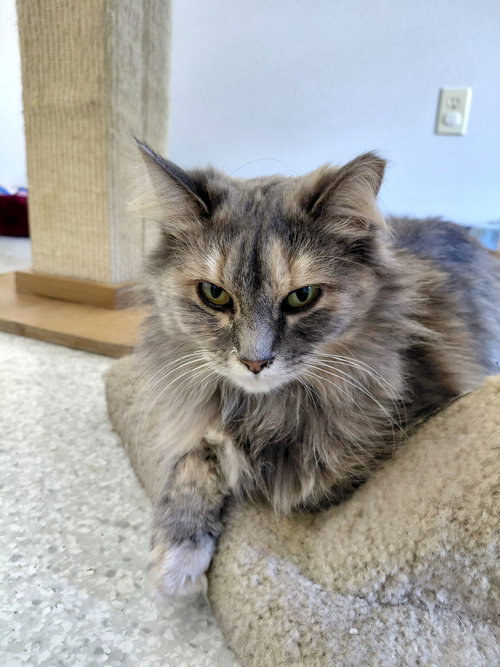 LUCILLE - Domestic Medium Hair / Dilute Calico available for adoption