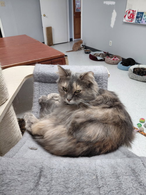 LUCILLE - Domestic Medium Hair / Dilute Calico available for adoption