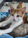 Elvis @ The Cat's Brew - Photo 3