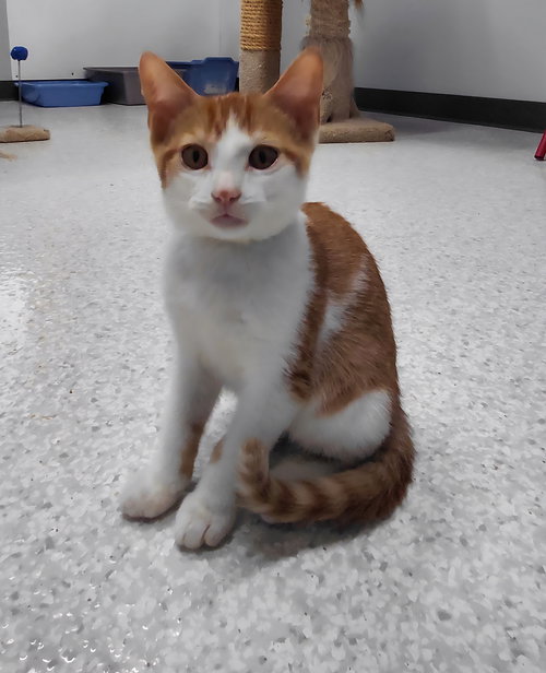 ELVIS @ THE CAT'S BREW - Domestic Short Hair available for adoption