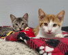 Elvis @ The Cat's Brew - Photo 4