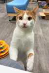 Elvis @ The Cat's Brew - Photo 1