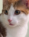 Elvis @ The Cat's Brew - Photo 2
