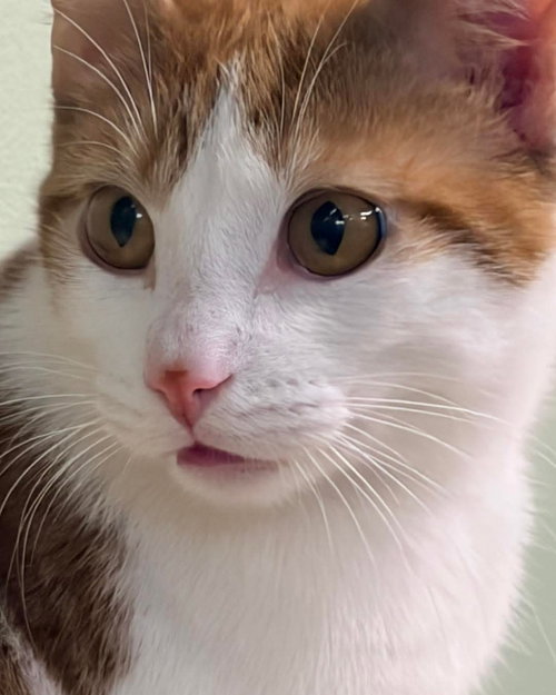 ELVIS @ THE CAT'S BREW - Domestic Short Hair available for adoption