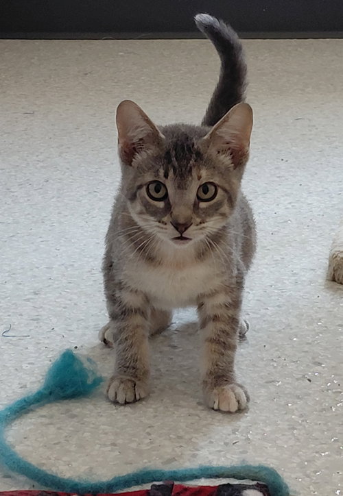 picture of the cat needing adoption