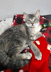 Pricilla @ The Cat's Brew - Photo 5