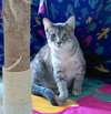 Pricilla @ The Cat's Brew - Photo 3