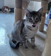 Pricilla @ The Cat's Brew - Photo 7
