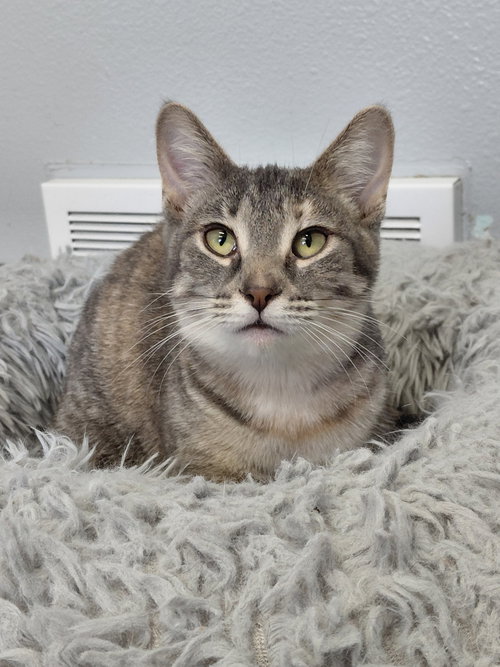 PRICILLA @ THE CAT'S BREW - Domestic Short Hair available for adoption