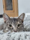 Pricilla @ The Cat's Brew - Photo 4