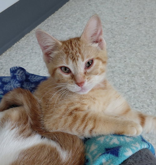 picture of the cat needing adoption