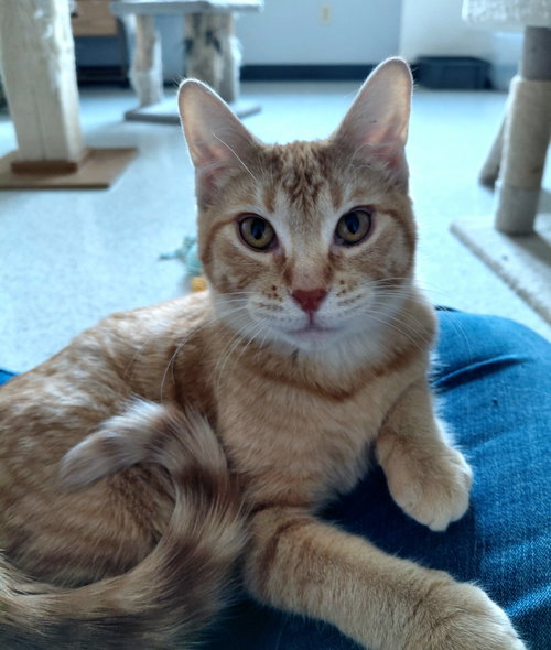 CHER @ THE CAT'S BREW - Domestic Short Hair available for adoption
