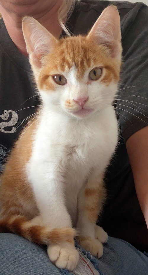 SUNNY @ THE CAT'S BREW - Domestic Short Hair available for adoption