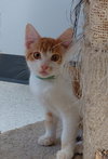 Sunny @ The Cat's Brew - Photo 3