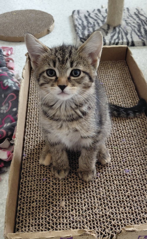 picture of the cat needing adoption
