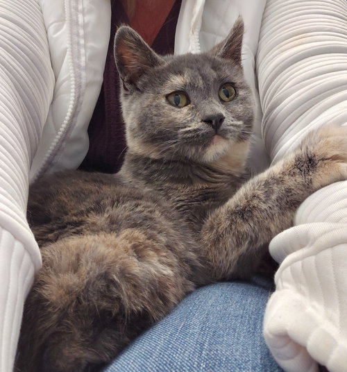 picture of the cat needing adoption