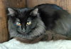 Patch @ The Cat's Brew - Photo 2