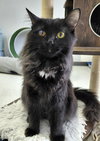 Patch @ The Cat's Brew - Photo 1