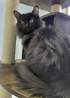 Patch @ The Cat's Brew - Photo 3