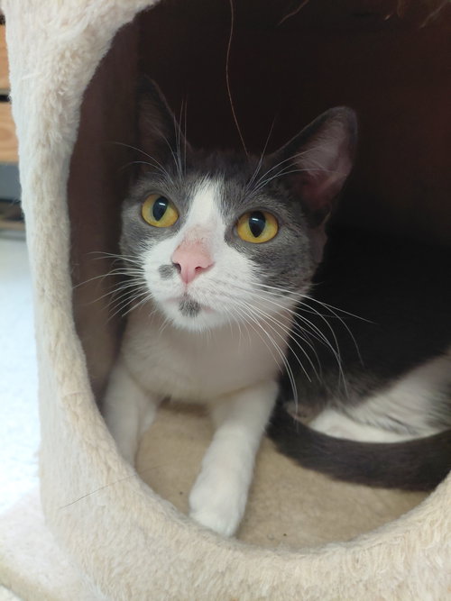 PAPITA @ THE CAT'S BREW - Domestic Short Hair available for adoption