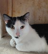 Filbert @ The Cat's Brew - Photo 2