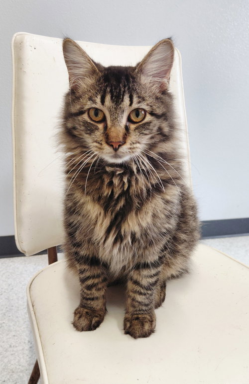picture of the cat needing adoption